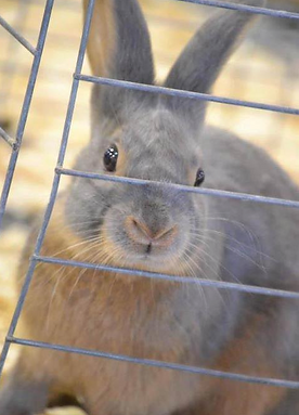Flynn's Purple Rain - Lilac Tan Rabbit Bred by Kelly Flynn of Blue Ribbon Rabbitry