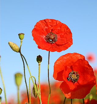 Newsletter 11th November 2022