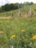 Domaine Emile Balland - Giennois & Sancerre
