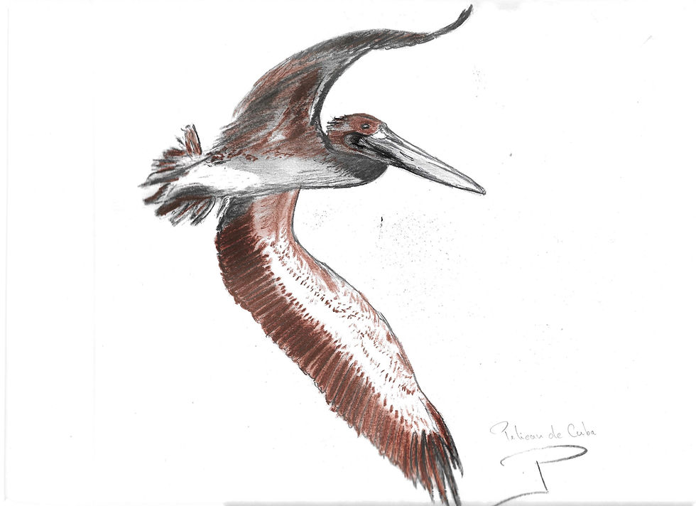 Pelican de Cuba
