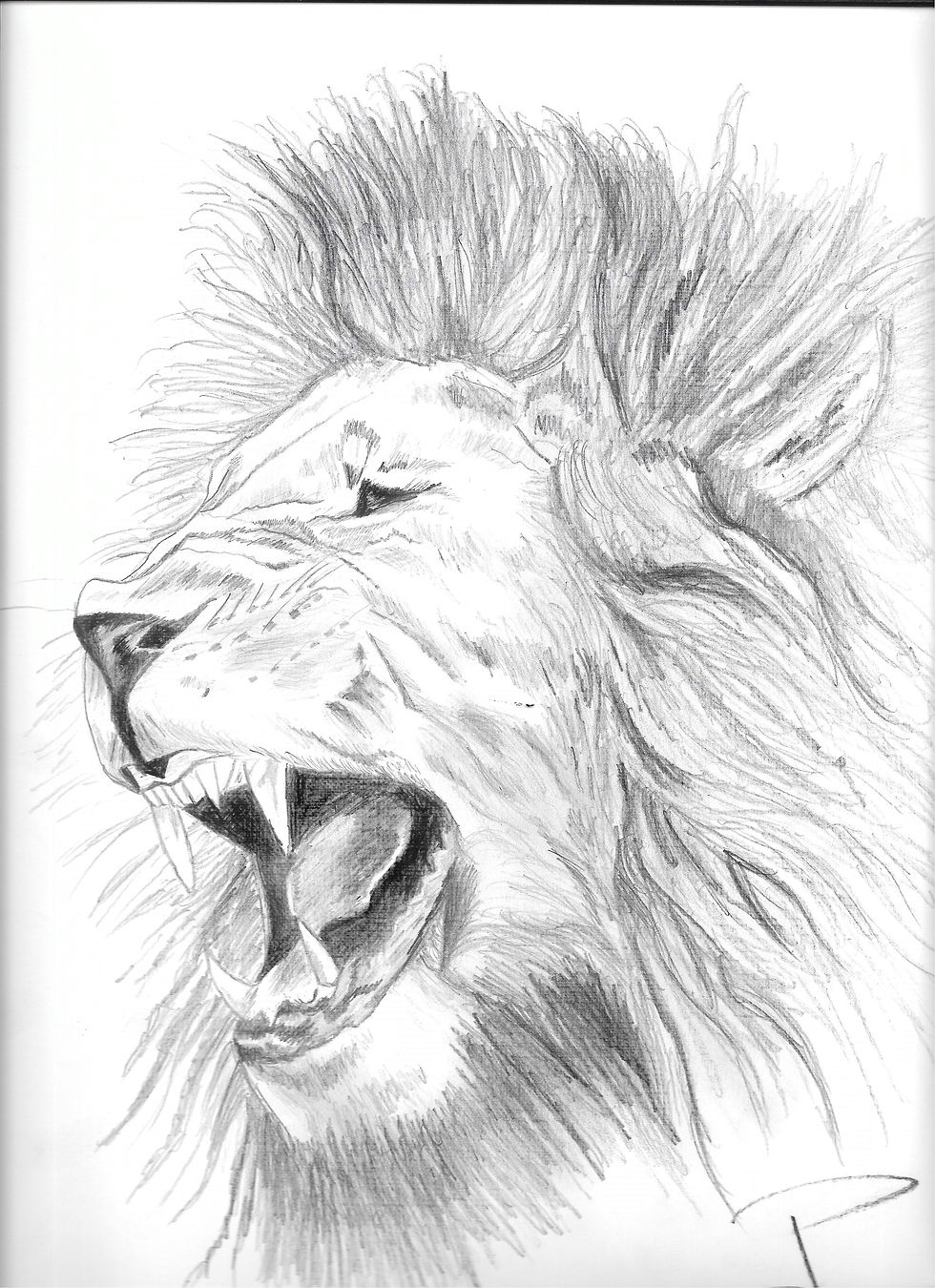 Lion de Tanzanie