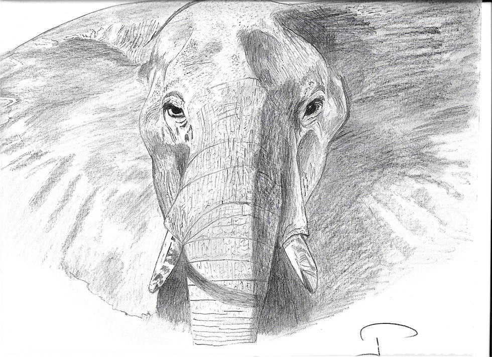 Eléphant d'Afrique du sud