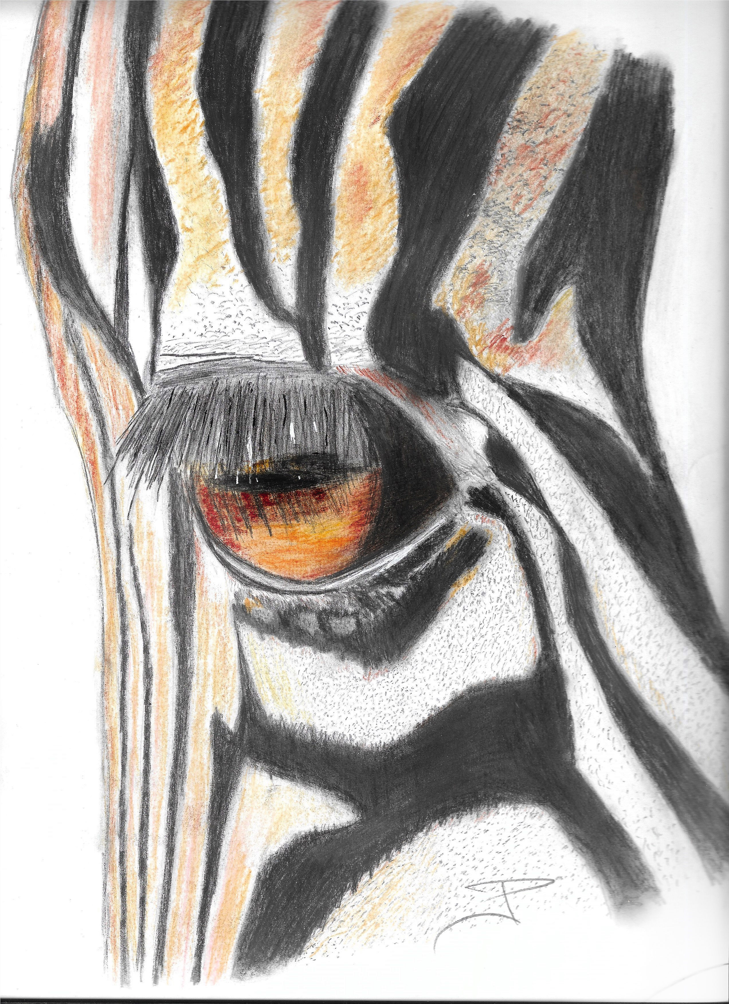 Oeil de zèbre de Tanzanie