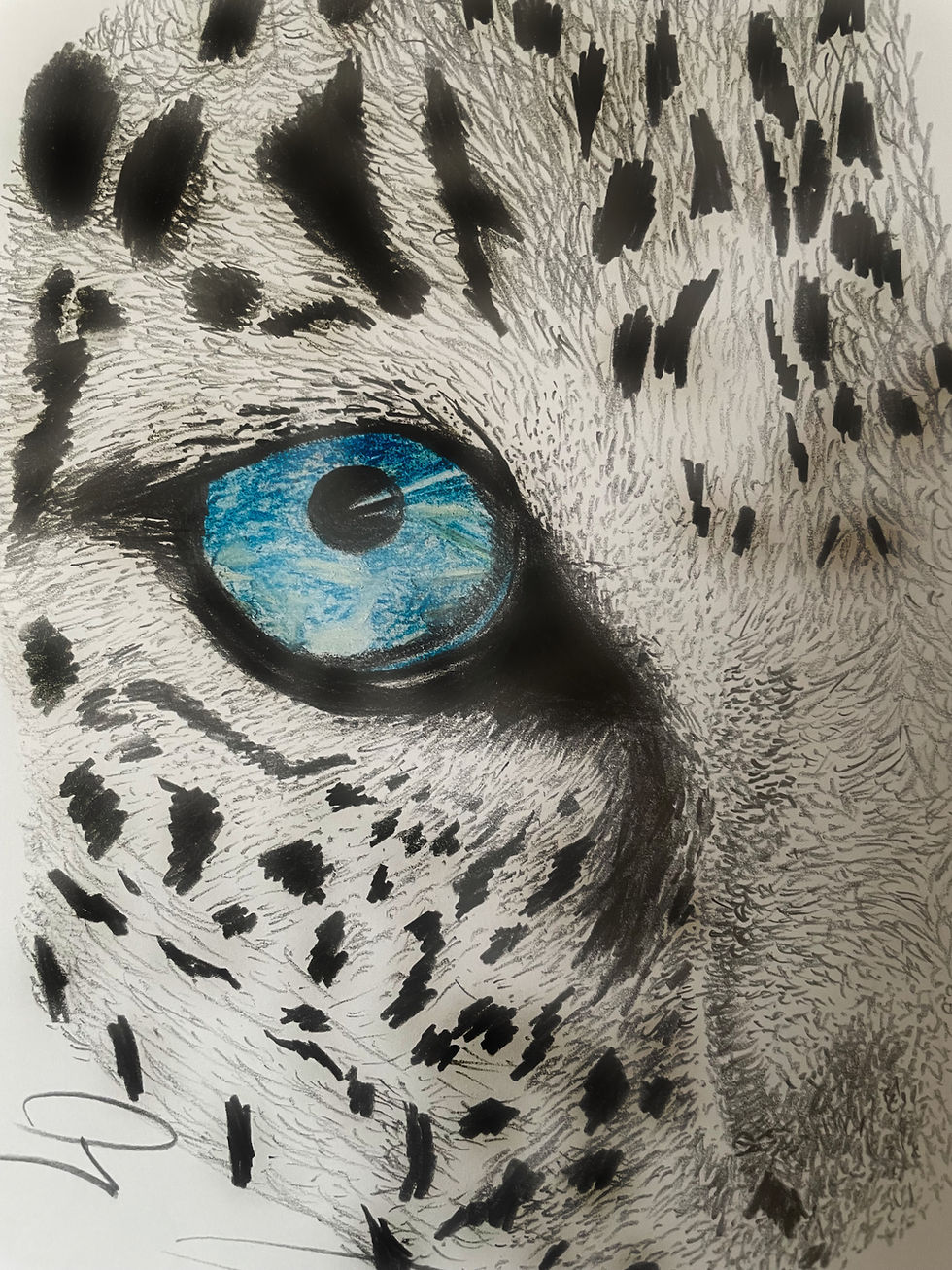Oeil de Leopard des neiges du Bhoutan