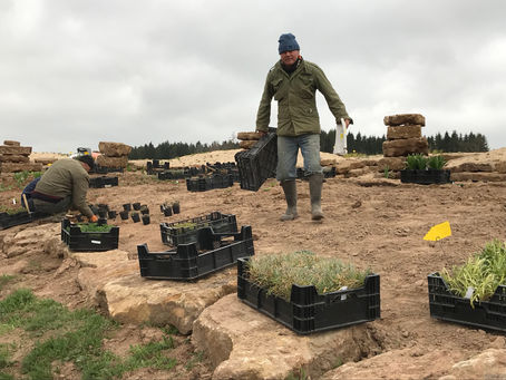 Frühjahrswahnsinn …