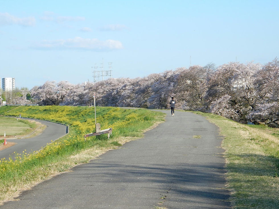 2026年熊谷桜堤情報