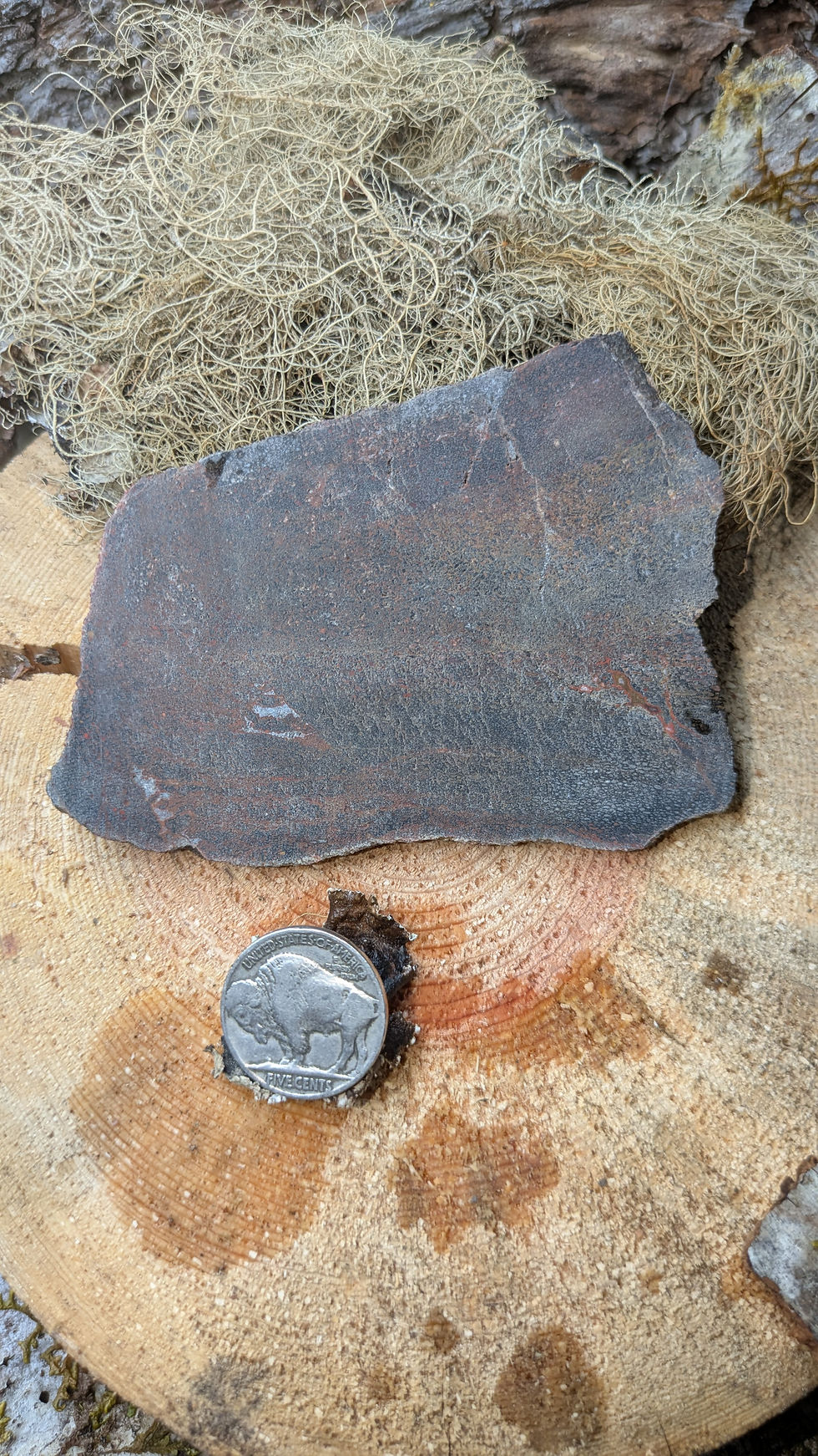 Thumbnail: Dinosaur Bone