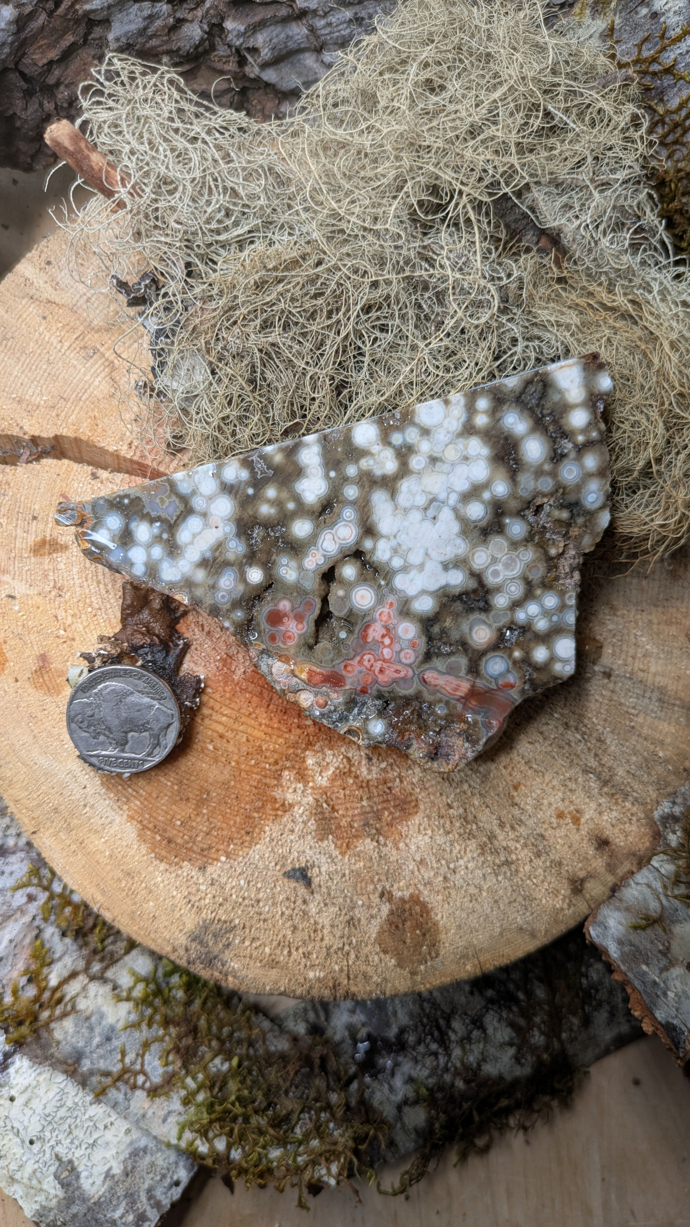 Orbicular Ocean Jasper Slab