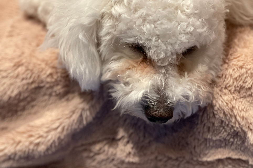 picture of a groomed dog with nalaka daundaratne