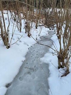 picture of winter dog walking trail and nalaka daundaratne