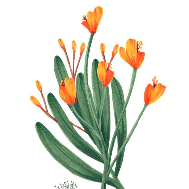 Miniature : Rêverie Florale - Ensemble de Cartes de Message
