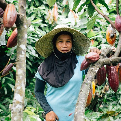 cacao1.jpg
