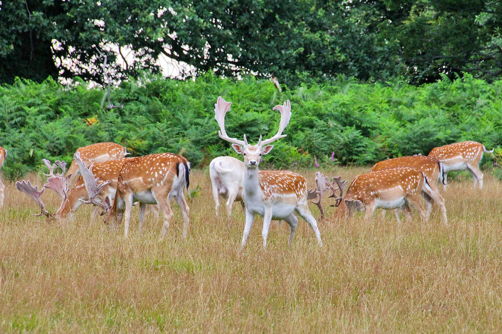 Knole Park Sevenoaks