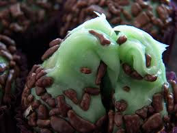 Brigadeiro de menta
