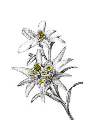 Edelweiss