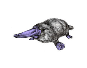 Platypus
