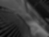 pexels-sevenstorm-juhaszimrus-425122_edited.jpg