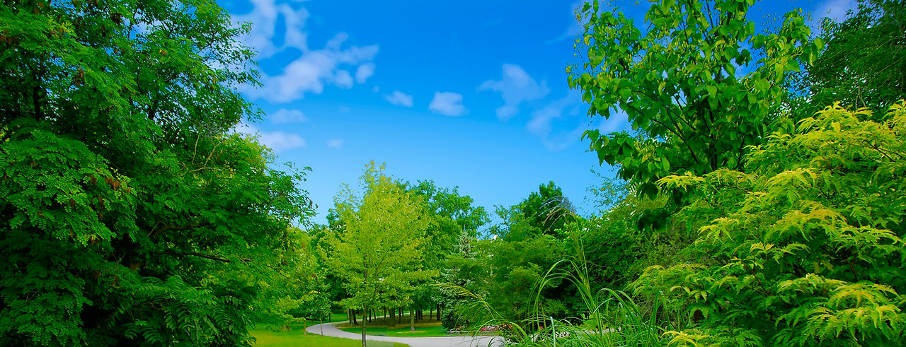 garden path.jpg