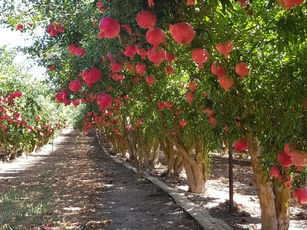 Quả lựu - Một trong bảy loại trái cây được ban phước tại Do Thái và liên hệ với Kinh Thánh