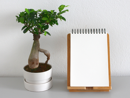 Bonsai Tree Repotting: When and How to Do It Right - 2025