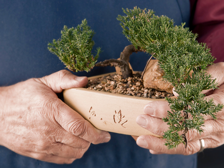 Understanding Bonsai Tree Roots: How to Properly Care for Them for Healthier Growth