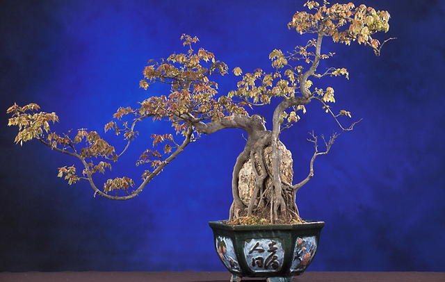hänge birke bonsai Hänge-Birke - Betula pendula main image 1