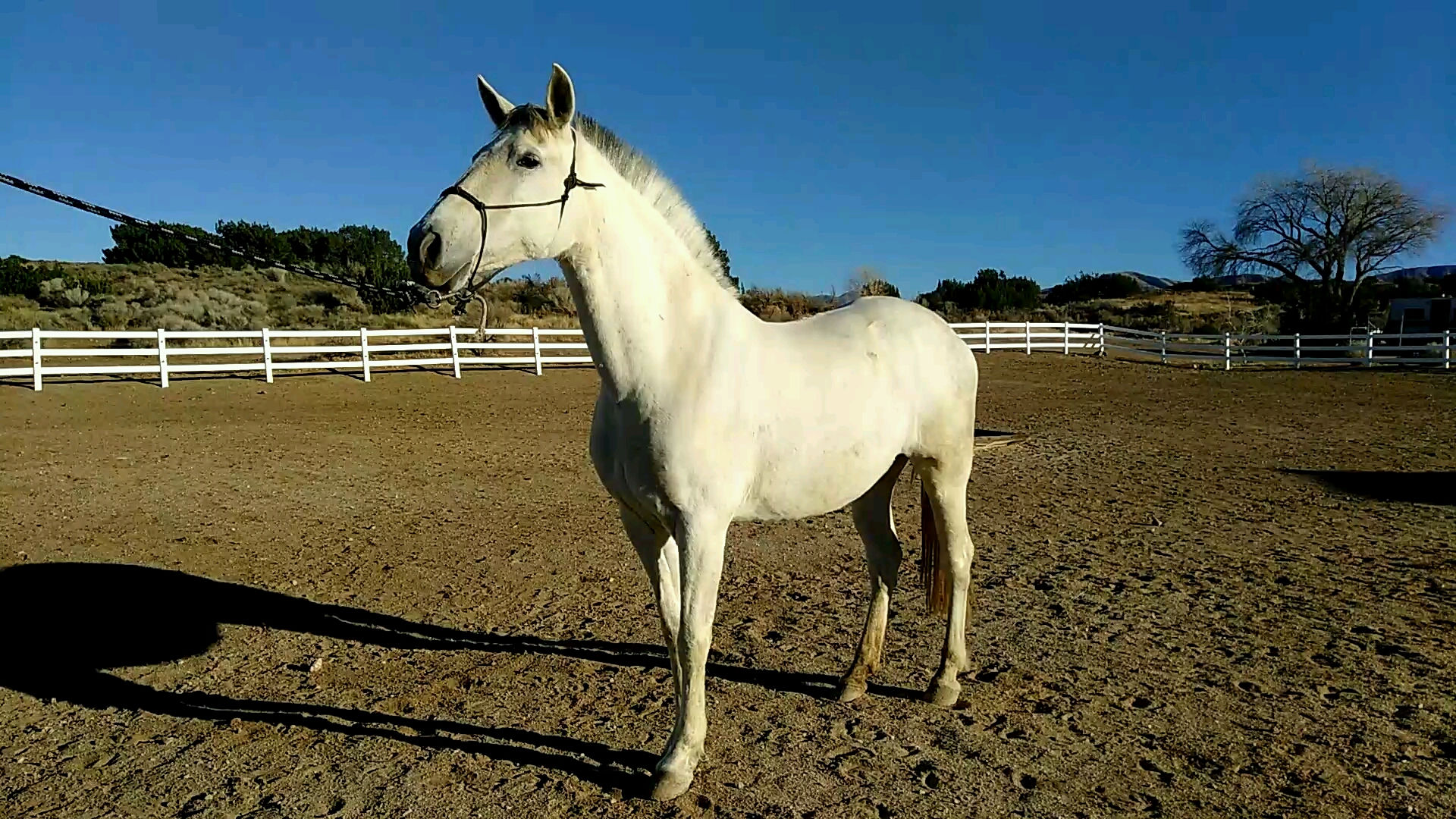 Presumida Andalusian Beeding Mare