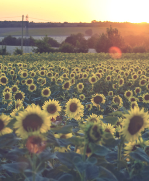 Sunflower Field_edited.jpg