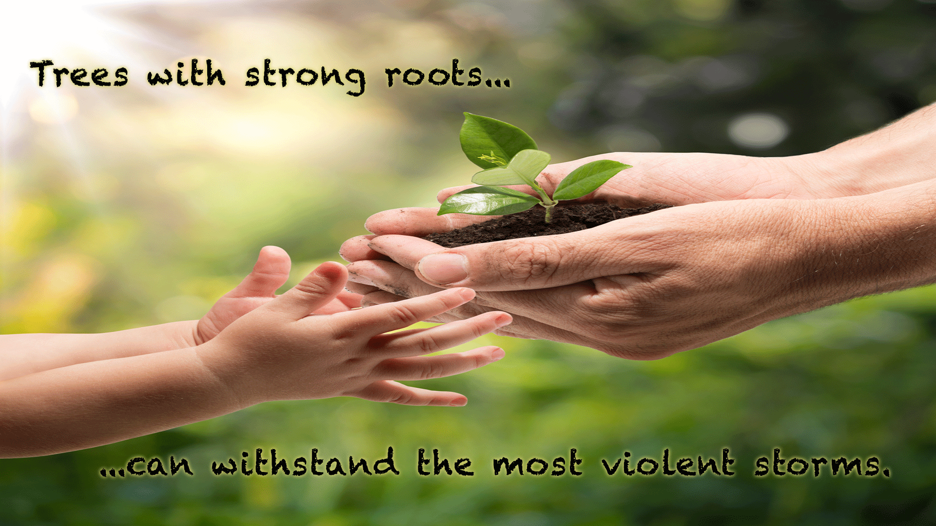 Hug A Root Happy Houseplant Appreciation Day! Tips to strengthen your roots/foundation
