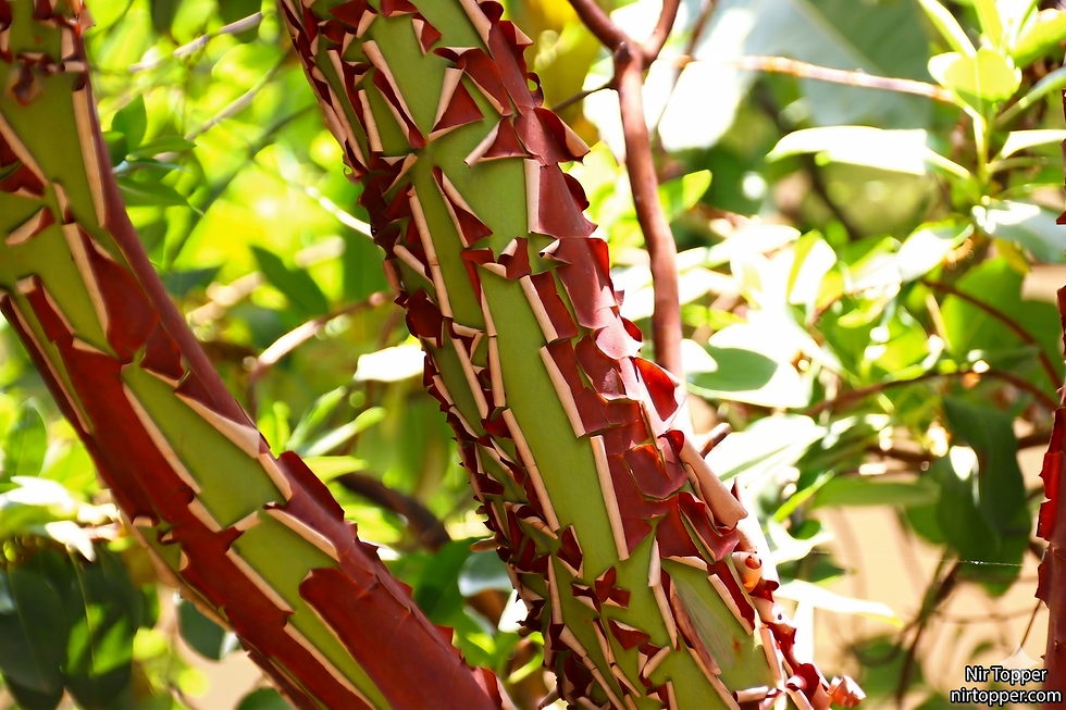 Short – One Concept a Day: The Greek Strawberry Tree (Arbutus)