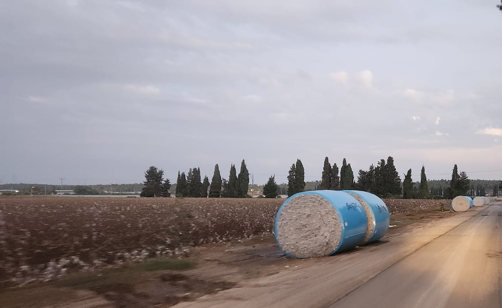 Zero Waste, Maximum Luxury: The Israeli Crop Where Nothing Is Lost
