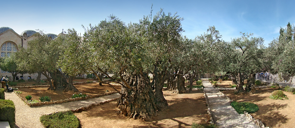 עצי הזית העתיקים בגת שמנים. By Tango7174 - Own work, CC BY-SA 4.0