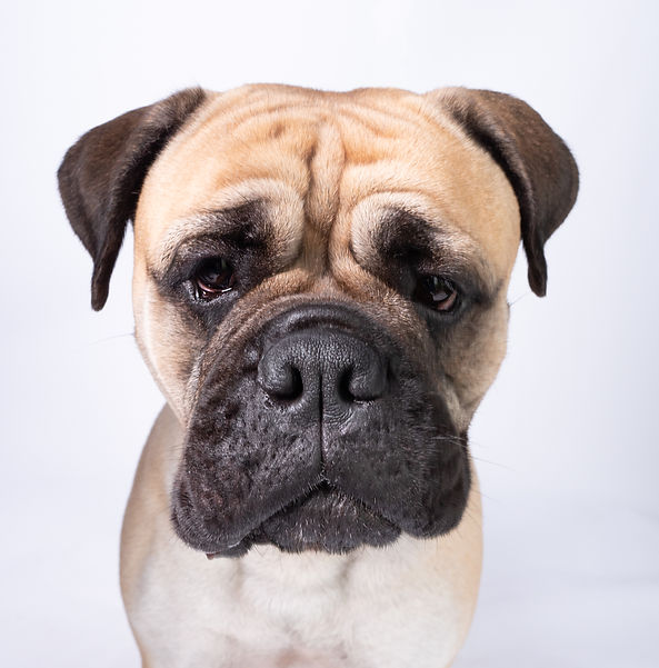 dog-portraits-herefordshire
