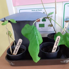 WS: Conditions for plant growth