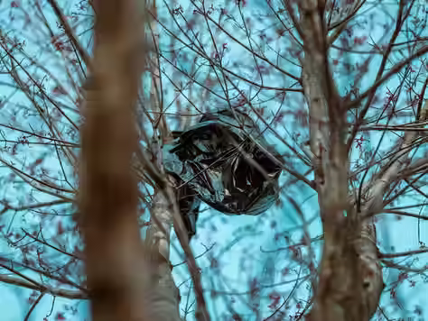 Plastic bag suspended in a tree.