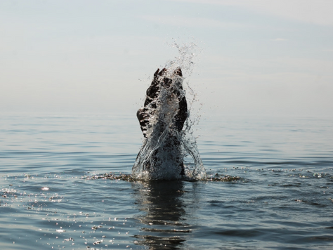 The Twenty-Year Mystery of Puget Sound's Dying Salmon