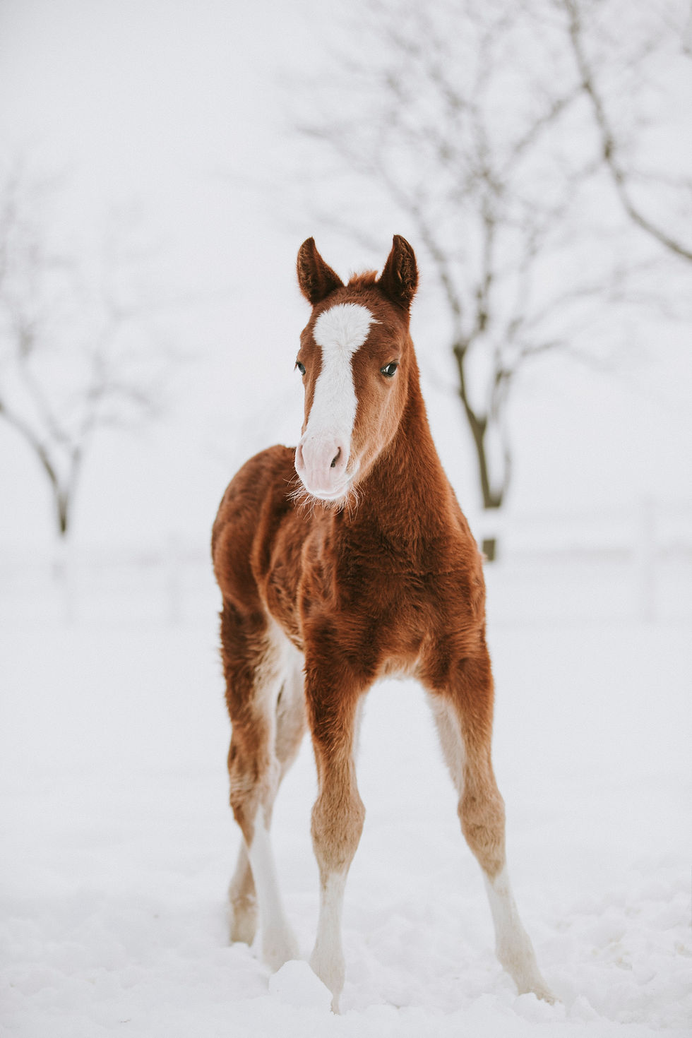 cutting horse breeding, ncha cutting horse stallion