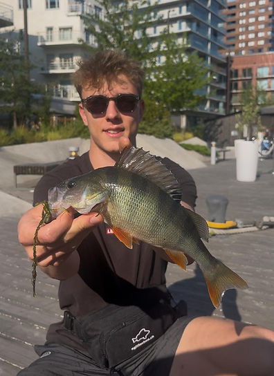 Egli_F-Rig_Shrimp_olive_norrt.jpg
