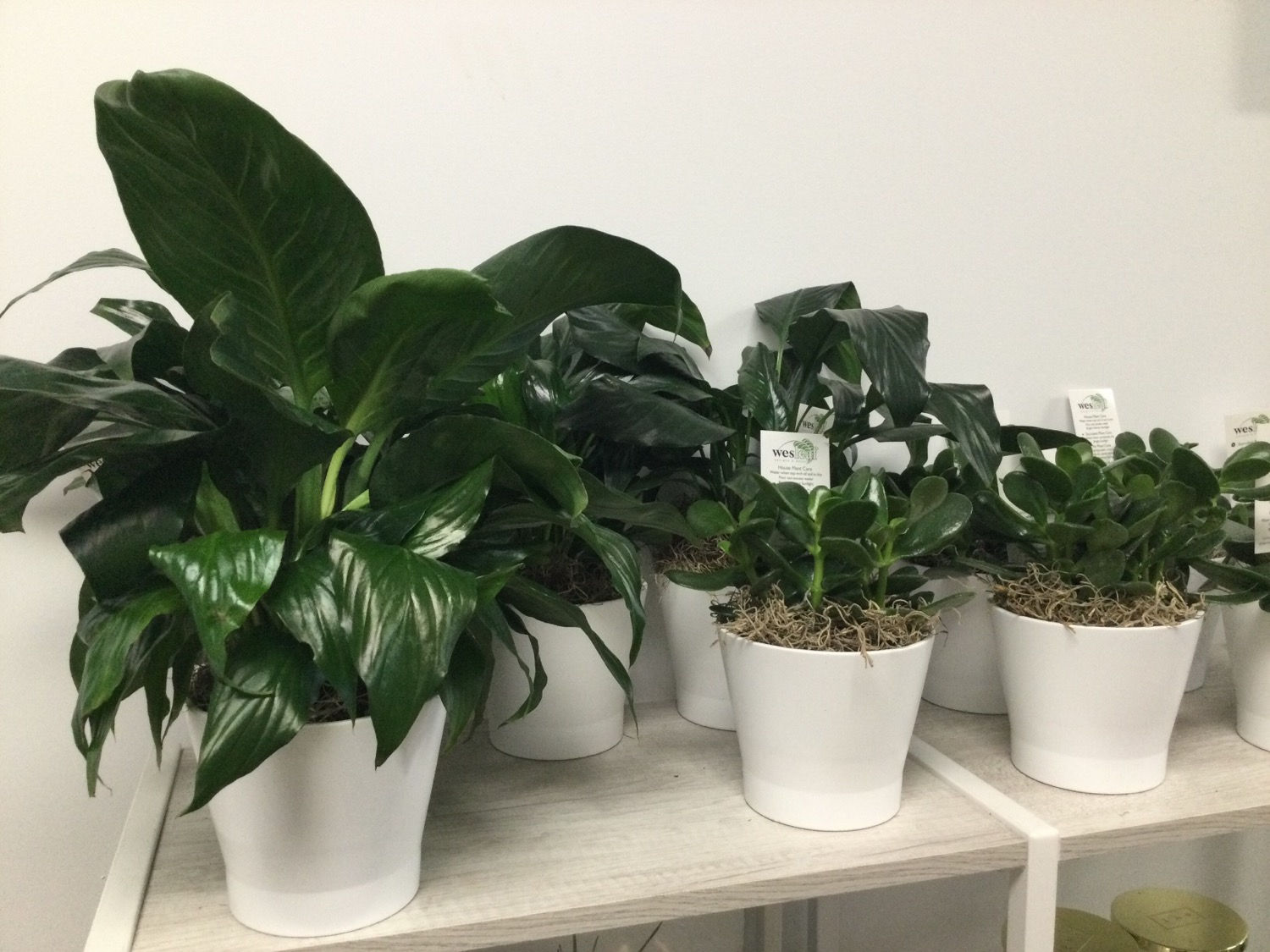 Potted House Plants (White Ceramic)
