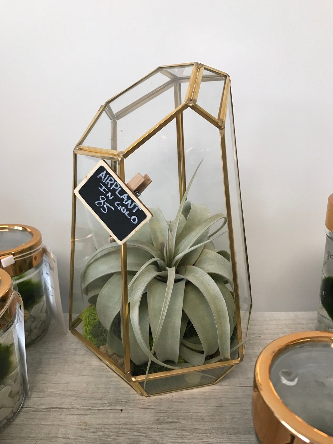 Airplant in Gold (Lg)