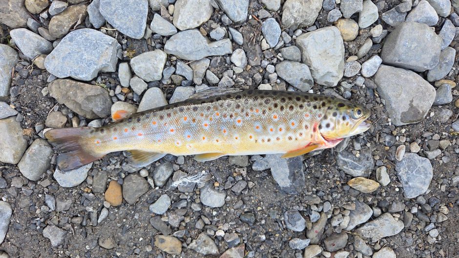 Den Steg-Bachforellen an den Kragen