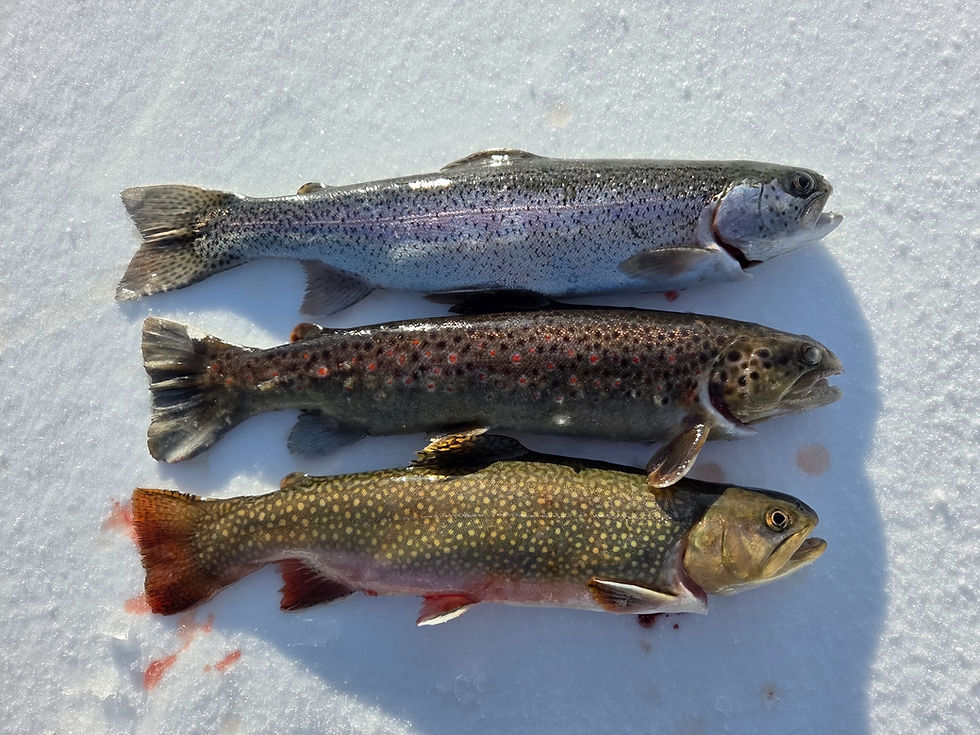 Arten-Grandslam knapp verpasst