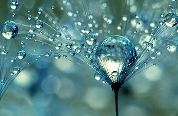 Dandelion dew soaked.jpg