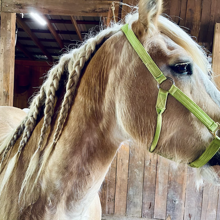 Tips for Buying a Horse