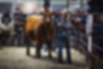 4-H Shorthorn Influence Steer