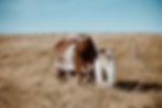 Shorthorn Pair On Fall Pasture