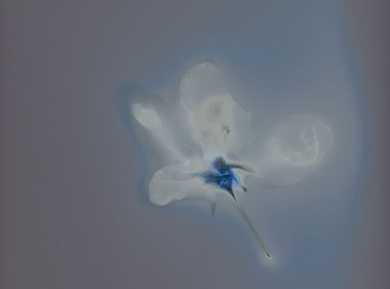 14 anno weihs Blumentod 5.jpg