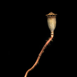 Scanografie von Blumen und Pflanzen