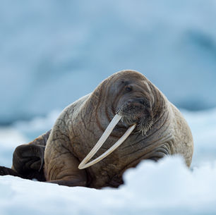 Visiting Svalbard: the island shaped like a Dorito