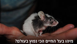 עכבר מצוי.jpg